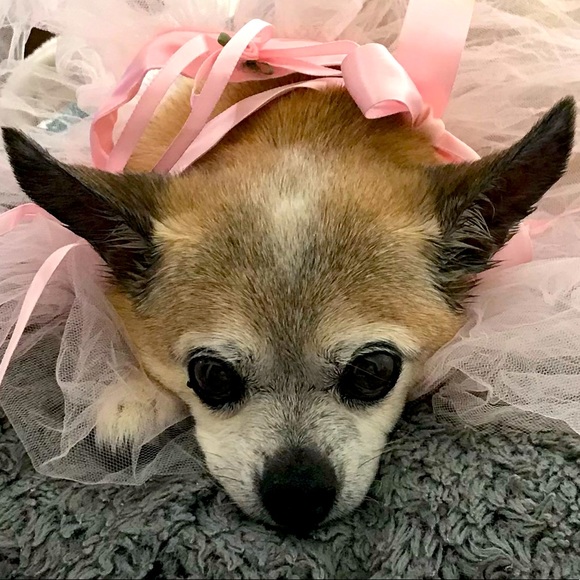 Meet 18yr old Chihuahua Roscoe! - Picture 3 of 10